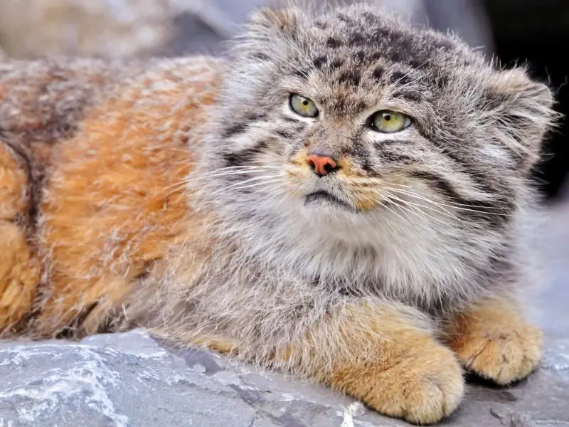 Kucing Pallas: Gaya Hidup Kucing, Habitat, Pemeliharaan Di Penangkaran, Foto, Apakah Mungkin Menjinakkan Anak Kucing Liar