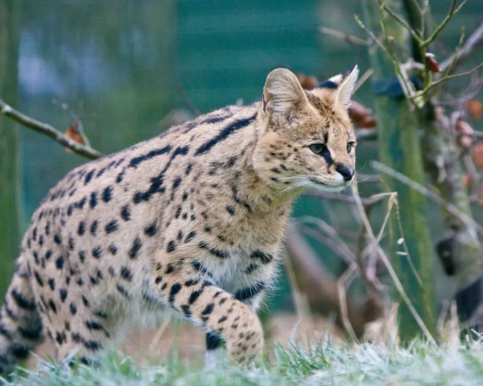 Serval: Paglalarawan Ng Lahi, Katangian Ng Serval, Pagpapanatili At Pangangalaga Sa Bahay, Larawan Ng Pusa