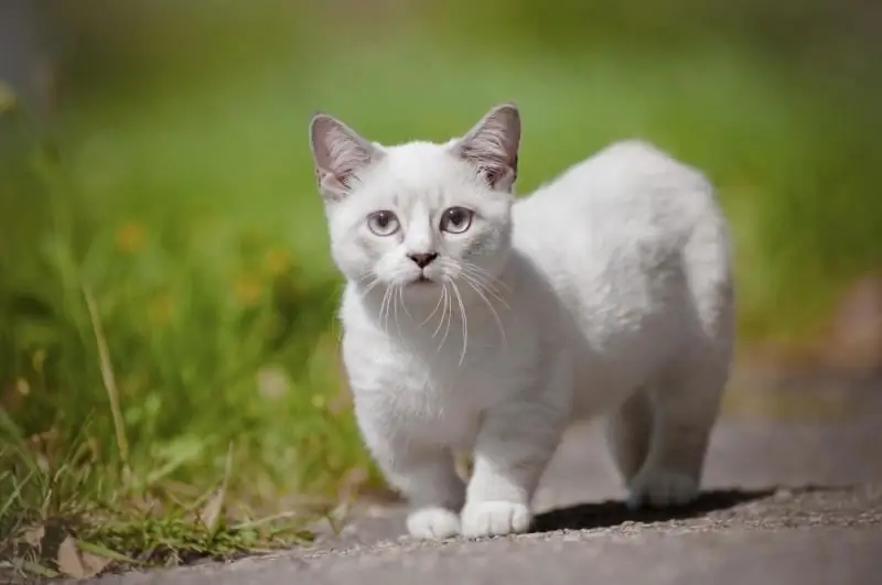 Trah Kucing Munchkin: Deskripsi Penampilan, Foto, Ciri-ciri Karakter Dan Perilaku, Cara Memilih Anak Kucing, Ulasan Pemilik Kucing