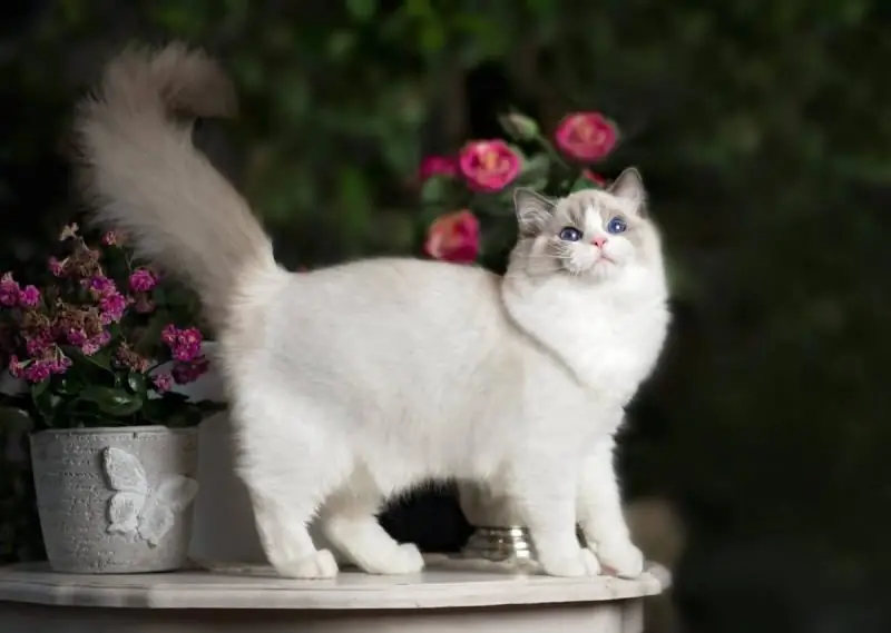 Ragdoll: Une Description De La Race De Chats, Des Caractéristiques De Caractère Et De Comportement, Des Photos Et Des Critiques Des Propriétaires, Comment Choisir Un Chaton