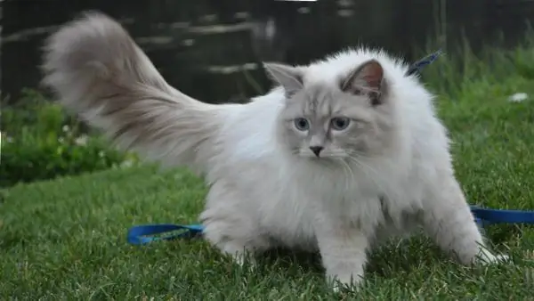 Nevsky masquerade cat on the lawn