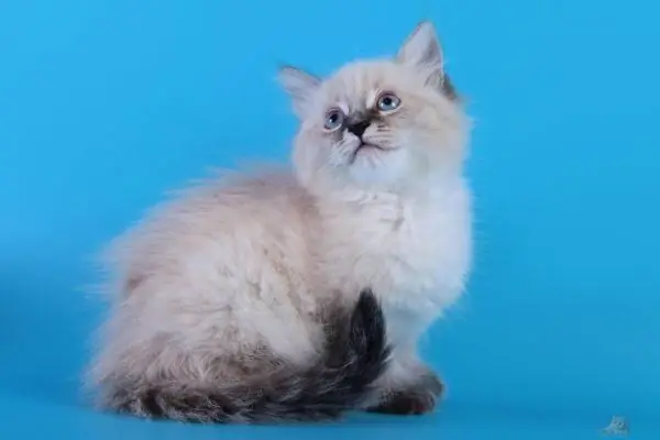 A kitten of the Neva Masquerade breed sits and looks up