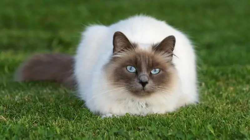 Burmesische Katze: Herkunft Der Rasse, äußere Merkmale, Foto Einer Heiligen Katze, Aufbewahrungs- Und Pflegebedingungen, Bewertungen Der Besitzer