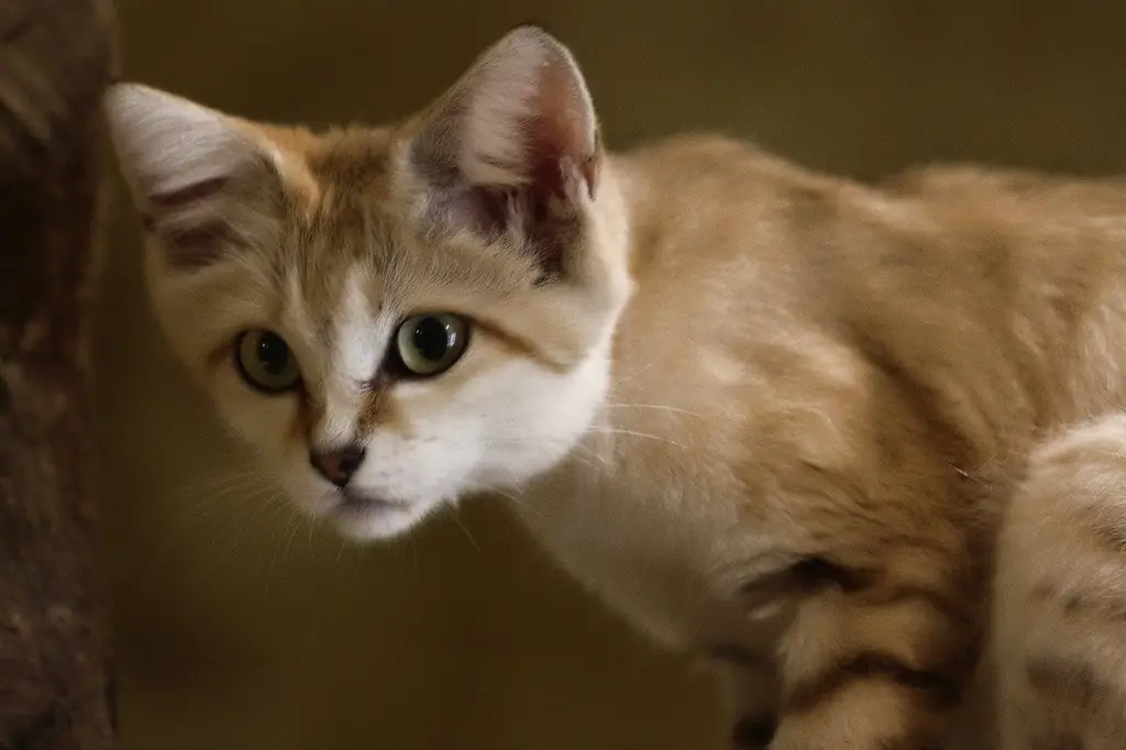 Gatto Di Velluto: Aspetto, Habitat, Comportamento E Alimentazione, Tenere A Casa Un Gatto Di Sabbia, Foto