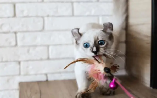 Kitten with a toy