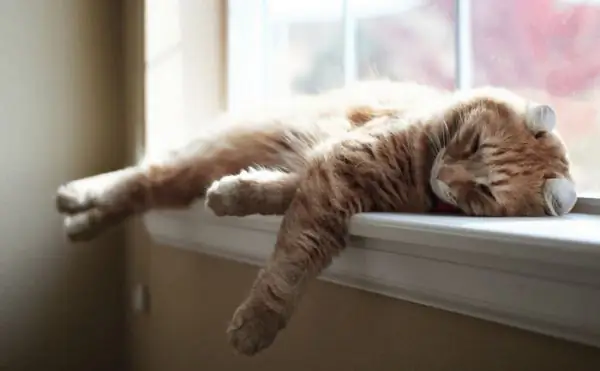 Curl on the windowsill