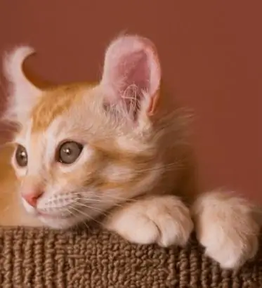 Ginger curl