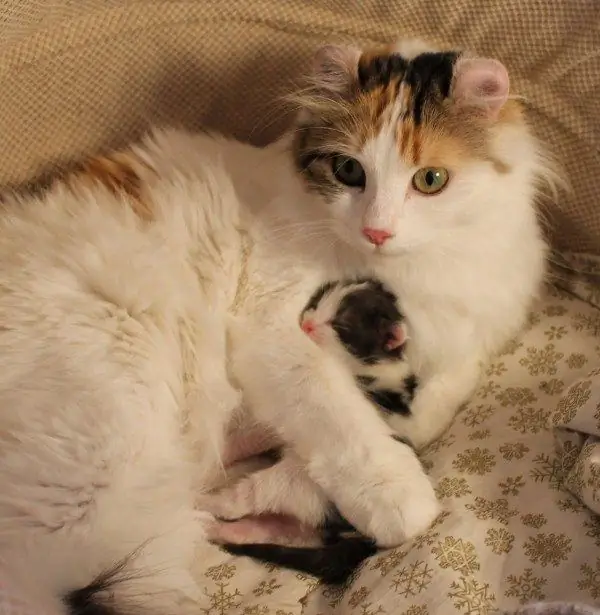 Cat with kitten