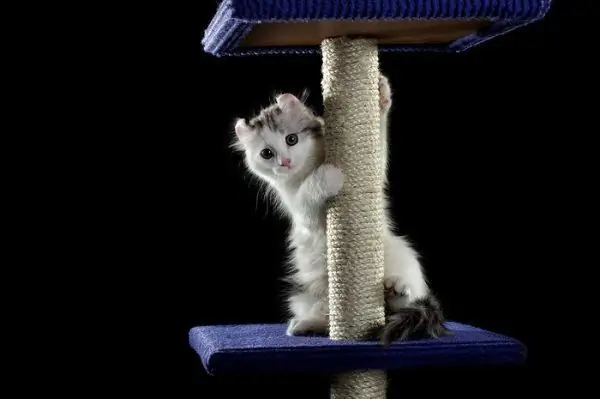 Kitten with a scratching post