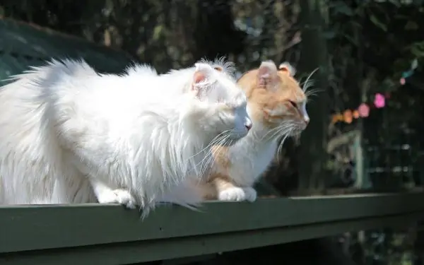 Pair of curls