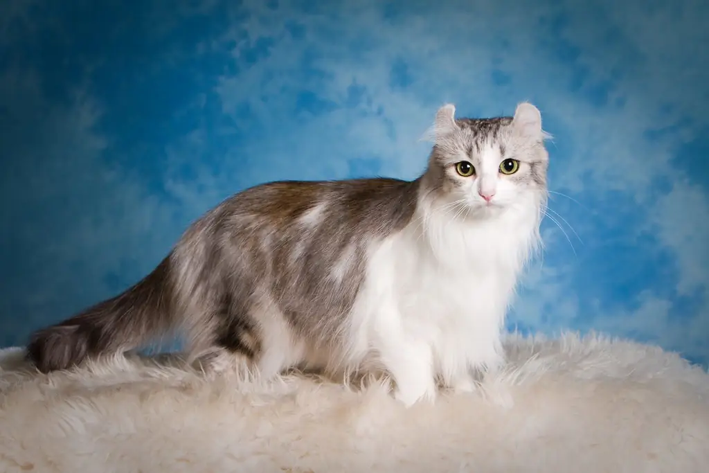 American Curl: Uiterlijke Kenmerken Van Het Ras, Verzorging En Onderhoud, Karakter Van De Kat, Keuze Van Een Kitten, Beoordelingen Van De Eigenaar, Foto's