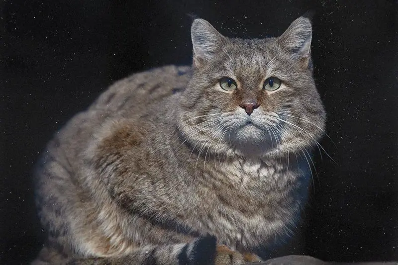 Gatto Delle Steppe: Stile Di Vita, Habitat, Mantenimento In Cattività, Allevamento E Alimentazione Del Gatto