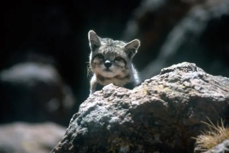 Gatto Andino: Descrizione Della Razza, Natura E Abitudini, Habitat, Tenuta In Cattività, Foto