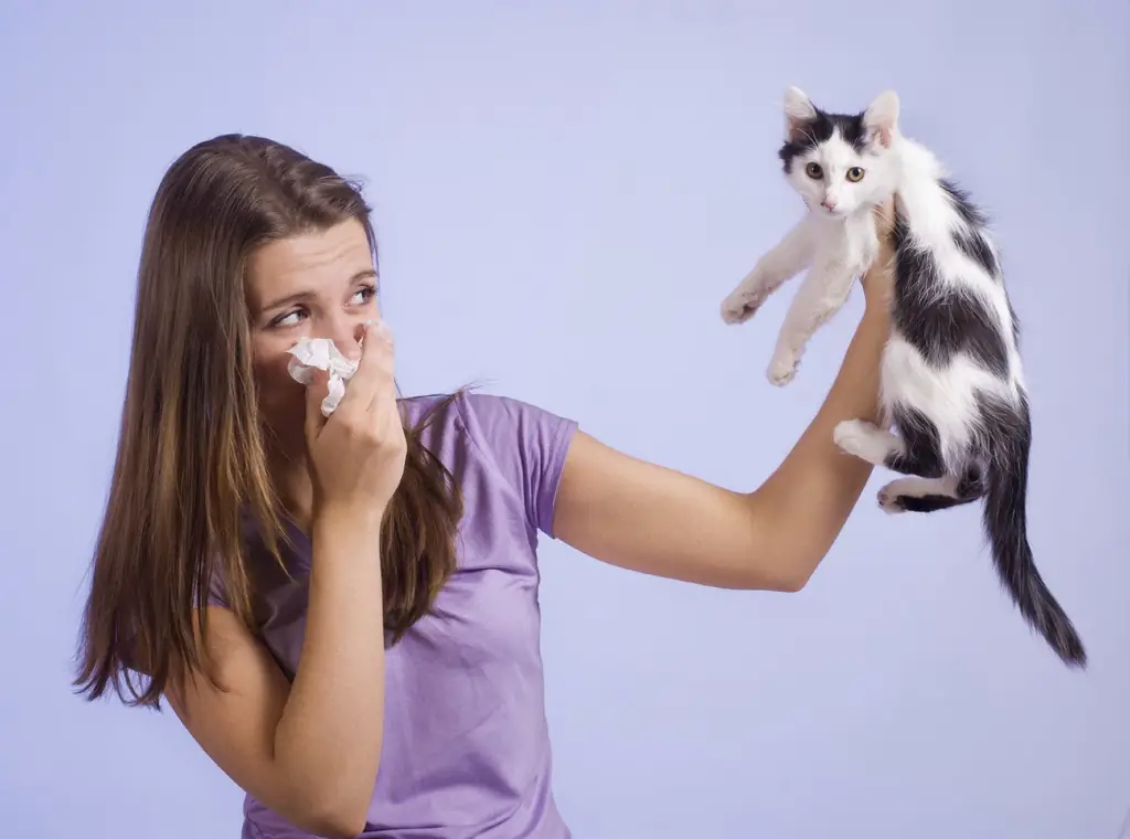 Raças De Gatos Hipoalergênicas: Tipos, Fotos, Seleção De Animais De Estimação E Regras De Manutenção, Avaliações De Proprietários