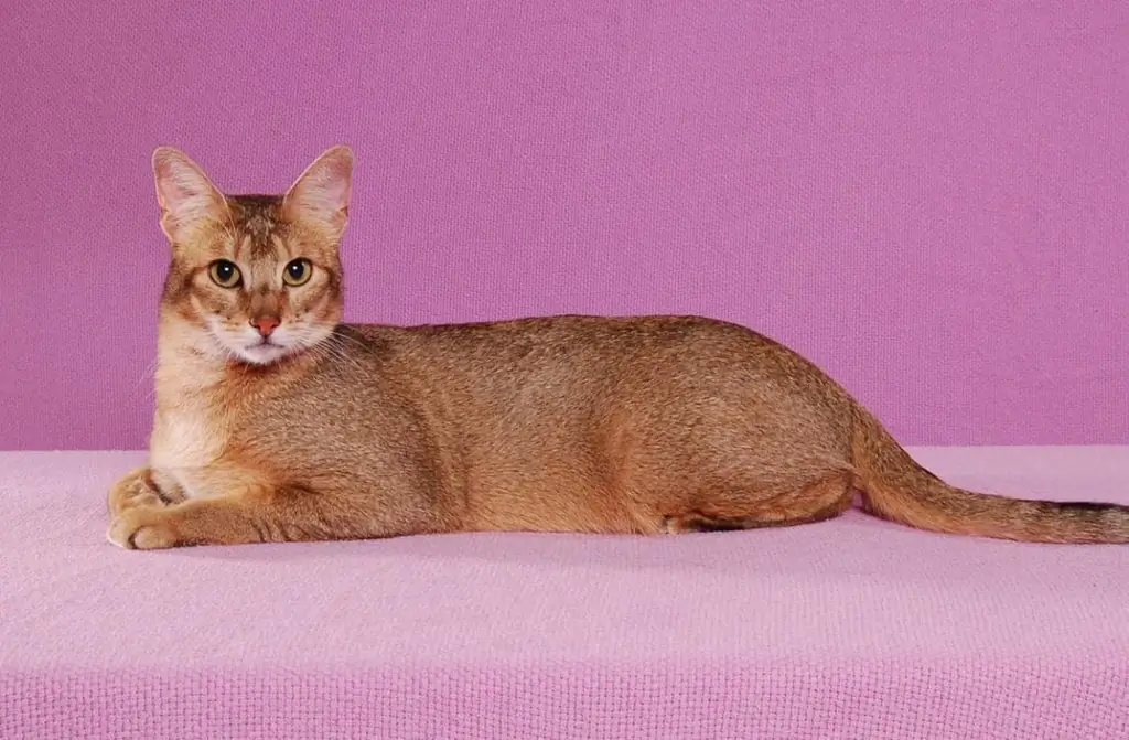 Chausie: Description Of The Breed, Character And Habits Of A Houseie Cat, Photo, Choice Of A Kitten, Reviews Of Cat Owners