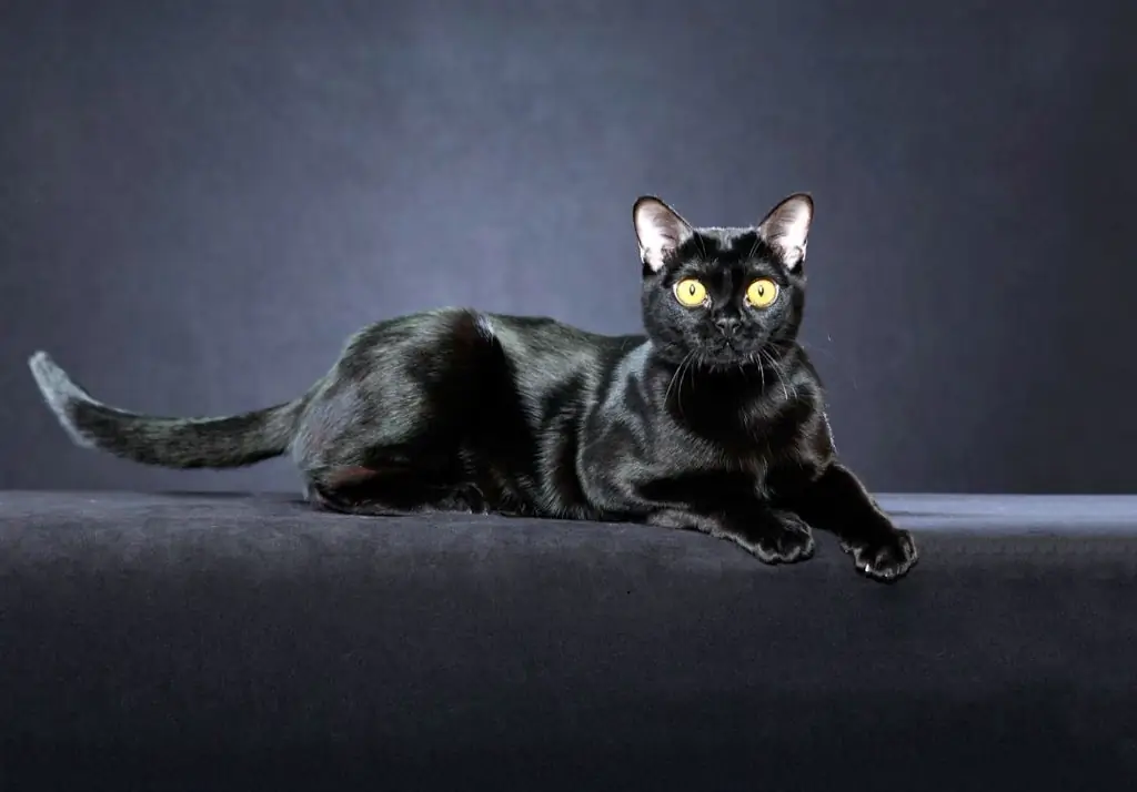 Bombay Cat: Cat Photo, Price, Breed Character, External Standards, Breeding, Kitten Selection, Owner Reviews