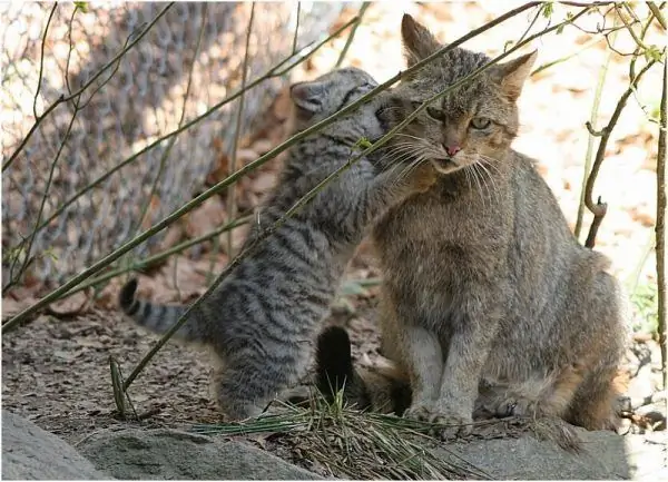 Kucing hutan Kaukasia bermain dengan anak kucing