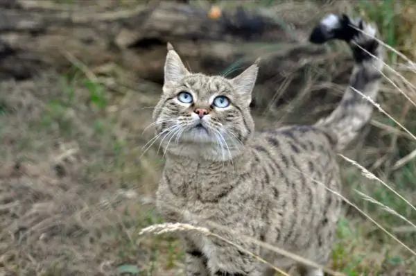 Ang European forest cat ay nakatayo na nakatingala