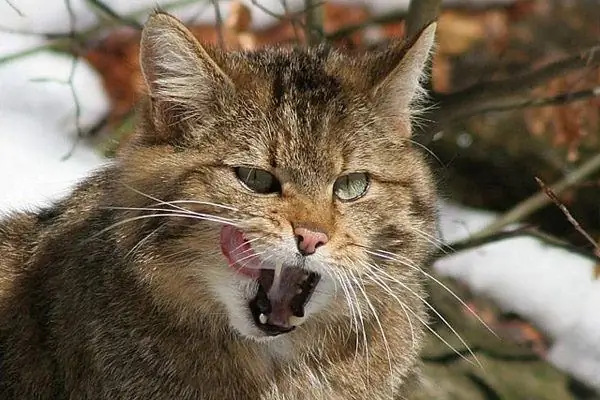 Cabeça de um gato selvagem europeu lambendo