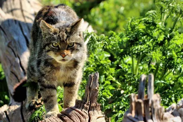 Kucing hutan Scotland berjalan di kayu balak