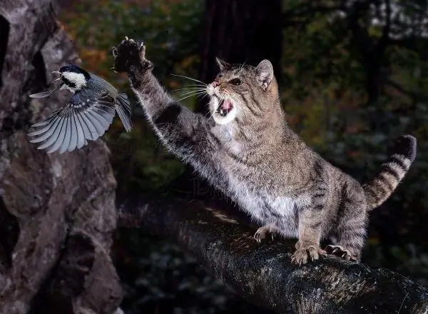 Seekor kucing hutan, duduk di atas pokok, menangkap burung terbang dengan kaki