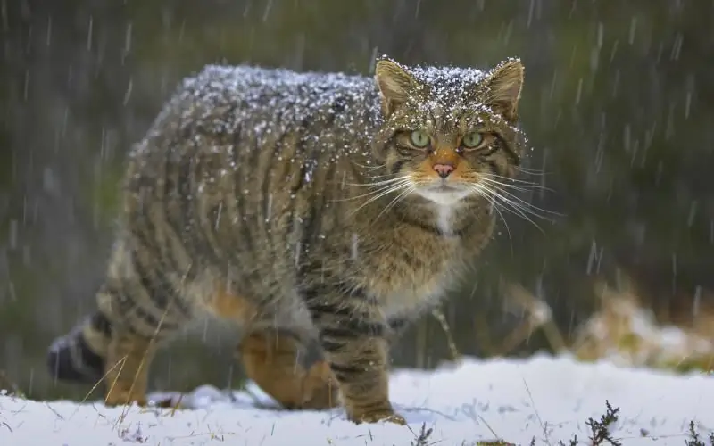 Gato Selvagem Da Floresta: Fotos, Espécies E Nomes, Natureza E Estilo De Vida, Gatos Reprodutores