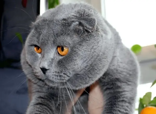 Scottish fold