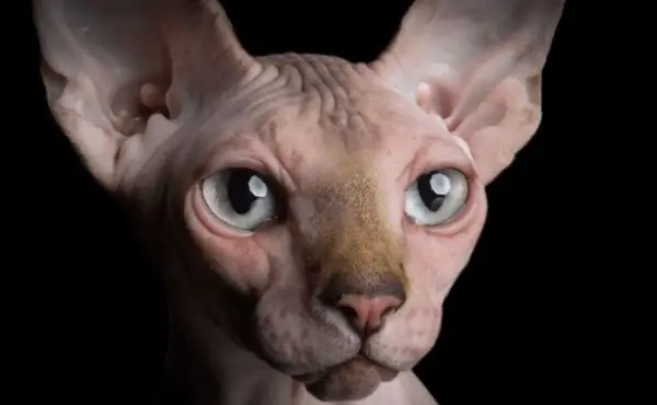 Sphynx kočka