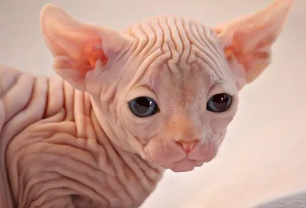 Sphynx kotě