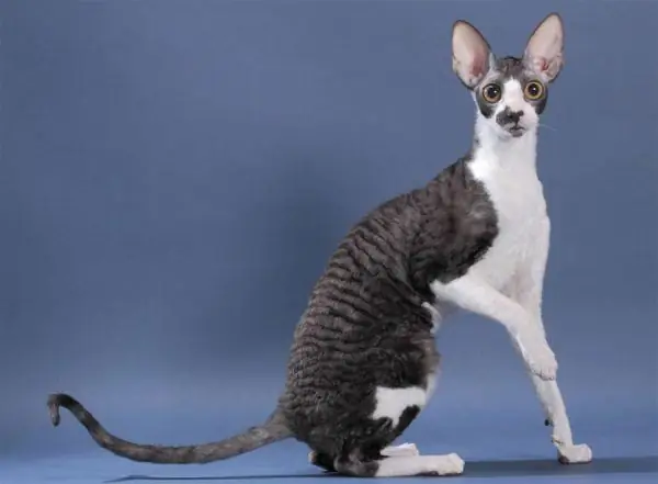 Devon Rex