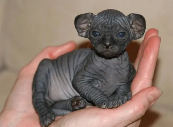 Sphynx kotě