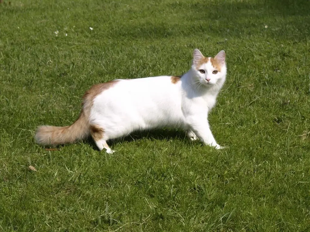 Turkse Bussie: Foto Van 'n Kat, Beskrywing Van Die Ras, Karakter En Gewoontes, Resensies Van Eienaars, Keuse Van 'n Buskatjie