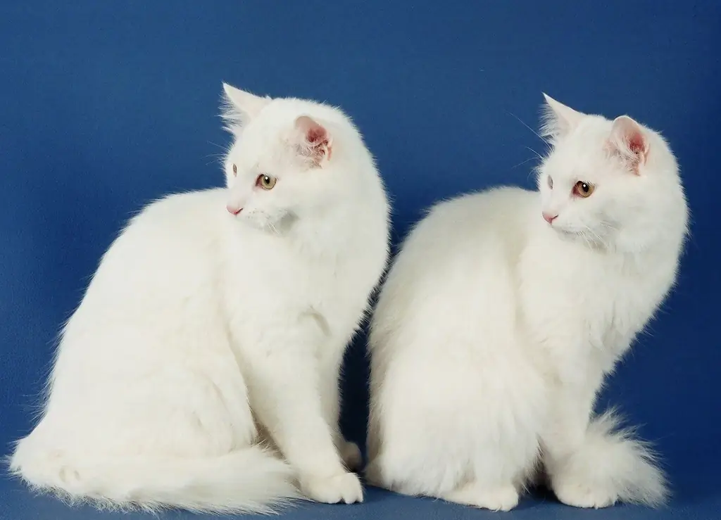 Angora-kat: Geschiedenis Van De Oorsprong Van Het Ras, Uiterlijk En Foto's, Kenmerken Van Karakter En Verzorging Van De Kat, Beoordelingen Van De Eigenaren