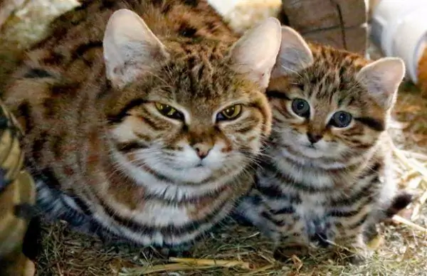 Kucing berkaki hitam dengan bayi