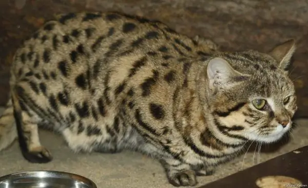 Kucing berkaki hitam di penangkaran