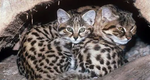 Kucing berkaki hitam dengan anak-anak