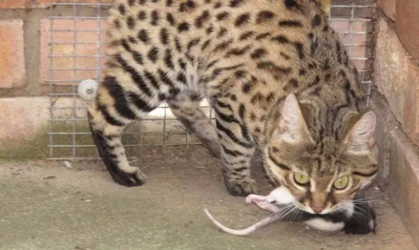 Kucing berkaki hitam dengan tikus