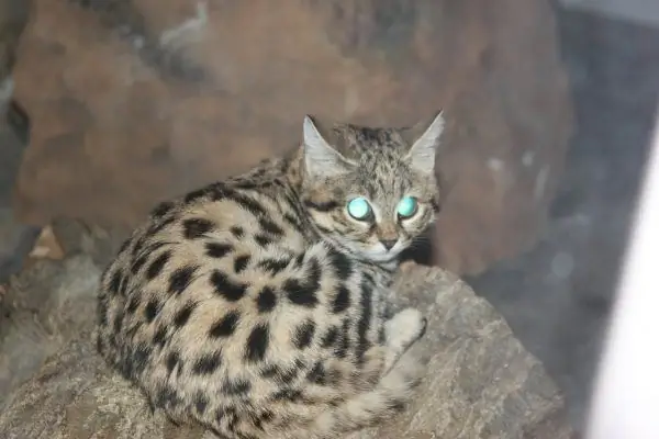 Black footed cat sitting