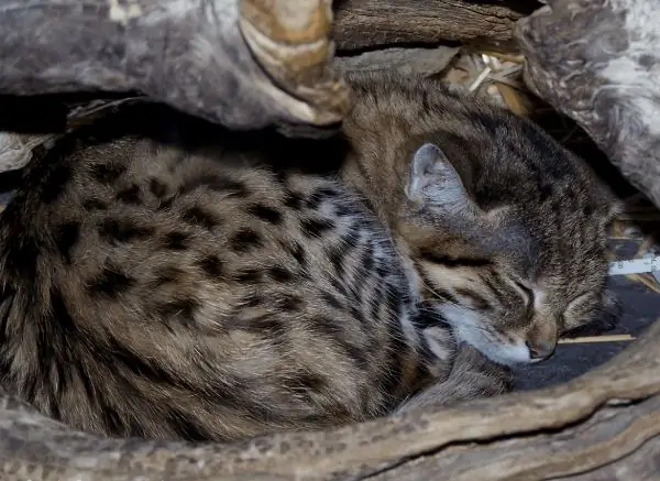 Kucing berkaki hitam sedang tidur