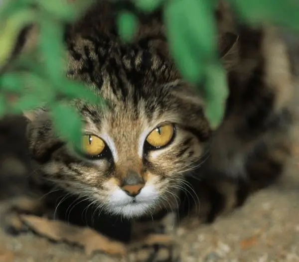 Gatto dai piedi neri in agguato