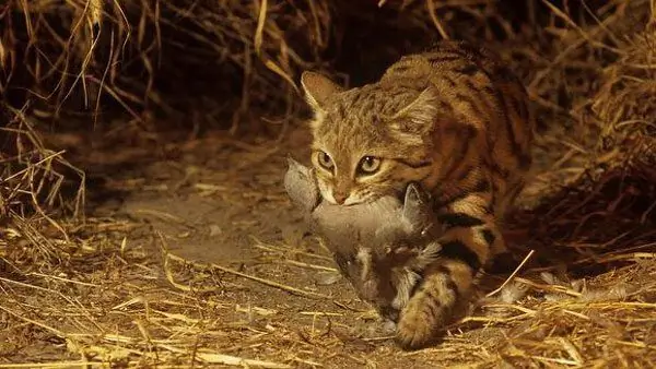 Gatto dai piedi neri con preda