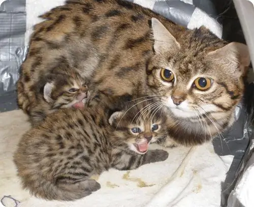 Kucing berkaki hitam dengan anak kucing