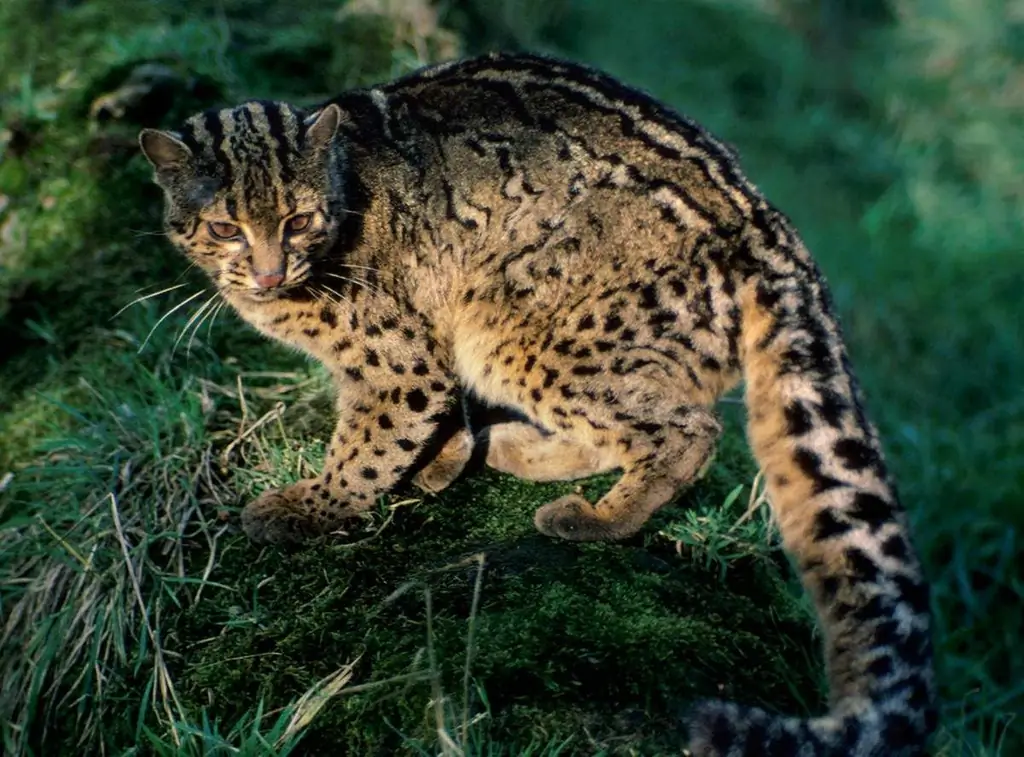 Marmorkatt: Hvor Den Bor, Utseende, Karakter Og Vaner, Foto