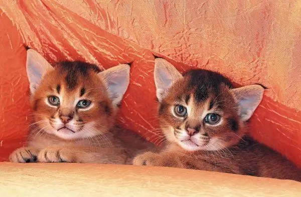 Karaketa kittens