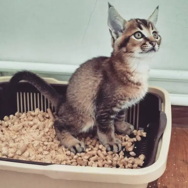 Caraquette in the tray