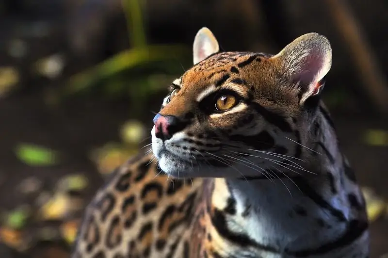 Ocelot. Արտաքին տեսք, կատվի նկարագրություն, տանը պահելու առանձնահատկություններ, սեփականատիրոջ ակնարկներ