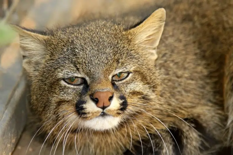 Pampas Katt: Livsstil Og Habitat, Natur, Reproduksjon Og Hovedtrusler, Foto