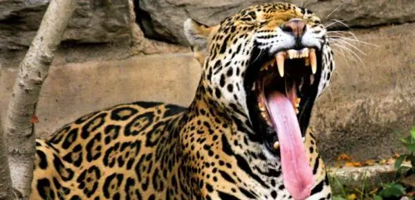 Jaguar shows teeth