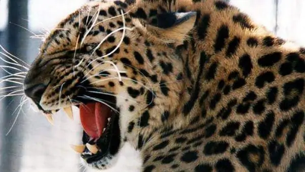 Leopardo rosnando