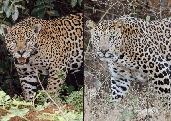 Jaguar dan macan tutul